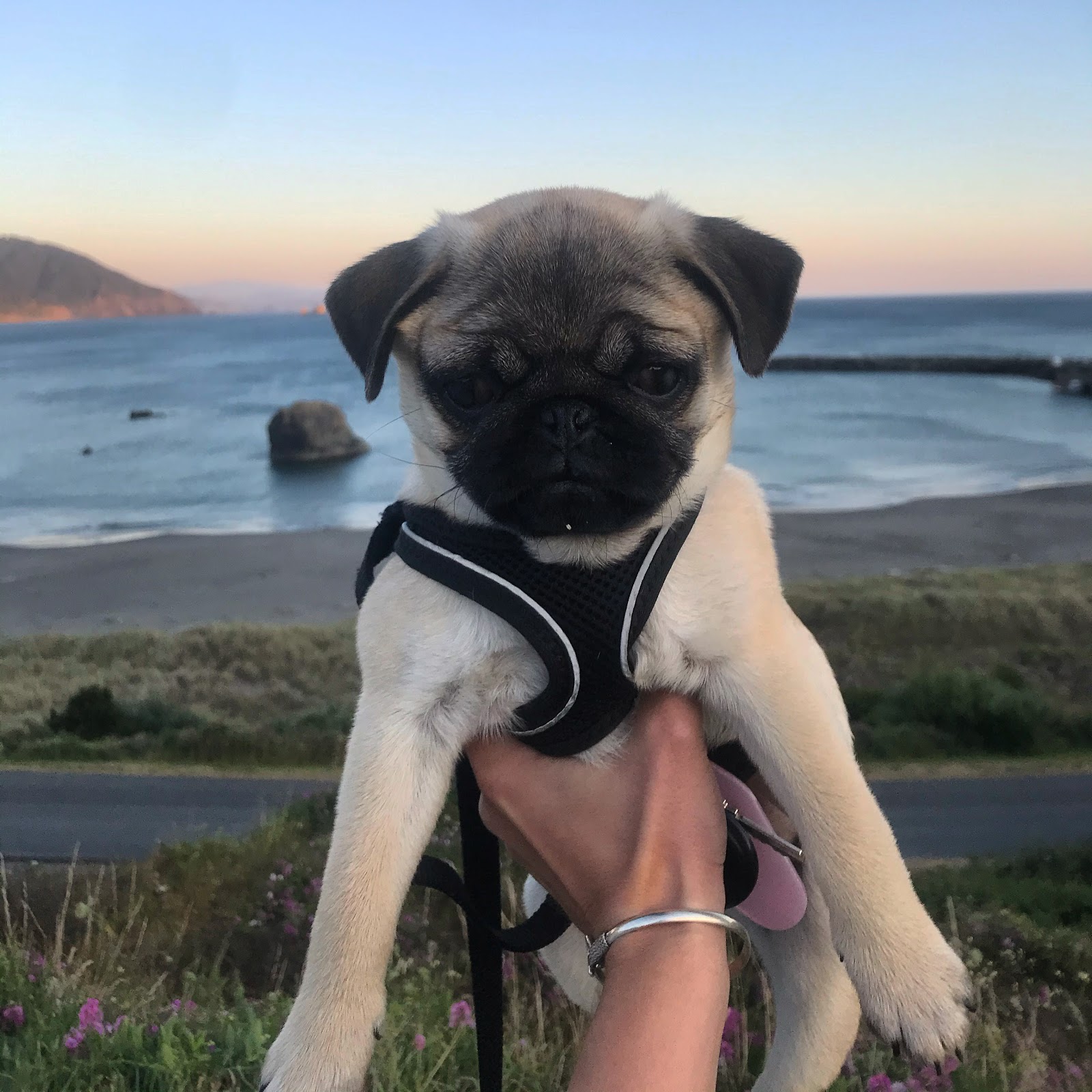 Picture of Oats the pug