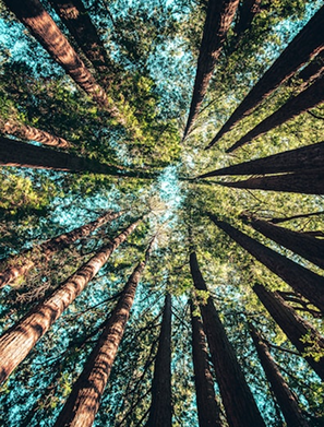 A view of the sky and forest canopy from below